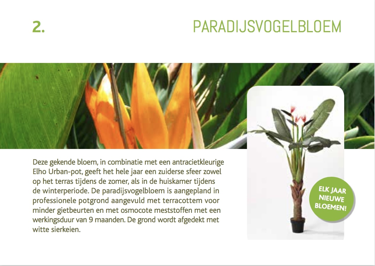 cadeaubon-strelitzia-paradijsvogelbloem