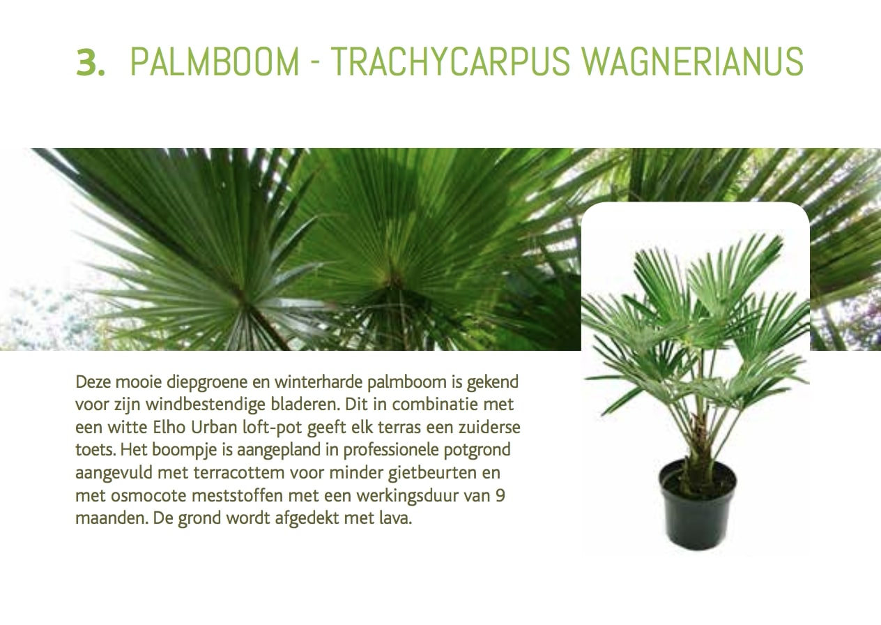 cadeaubon-palmboom-trachycarpus