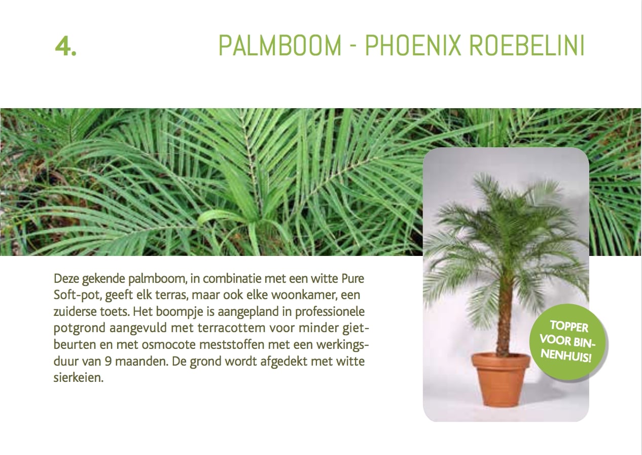 cadeaubon-palmboom-phoenix