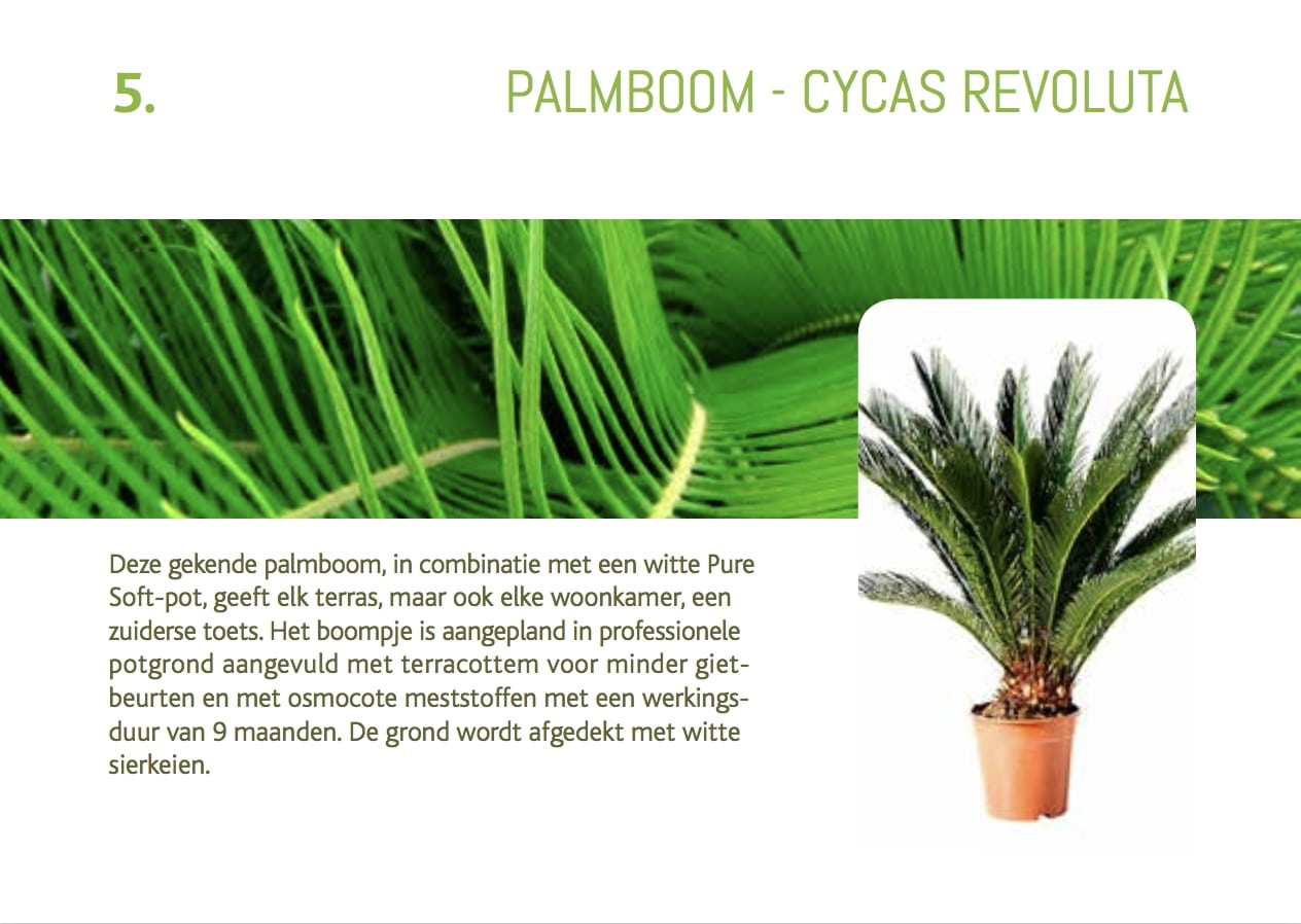 cadeabon-palmboom-cycas-revoluta