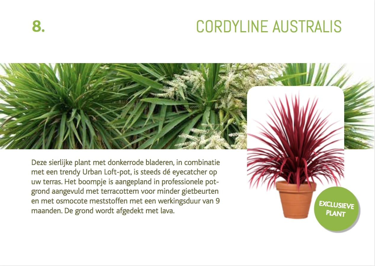 cadeaubon-cordyline