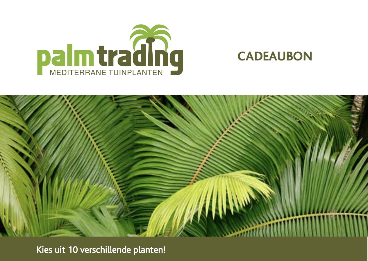 cadeaubon palmtrading mediterrane planten