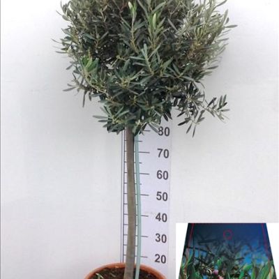 olea-europea-bol
