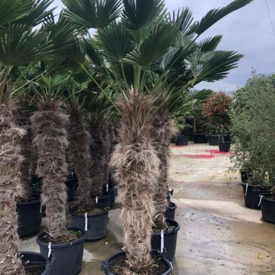 trachycarpus-wagnerianus