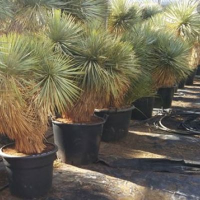 yucca-rostrata-hidra