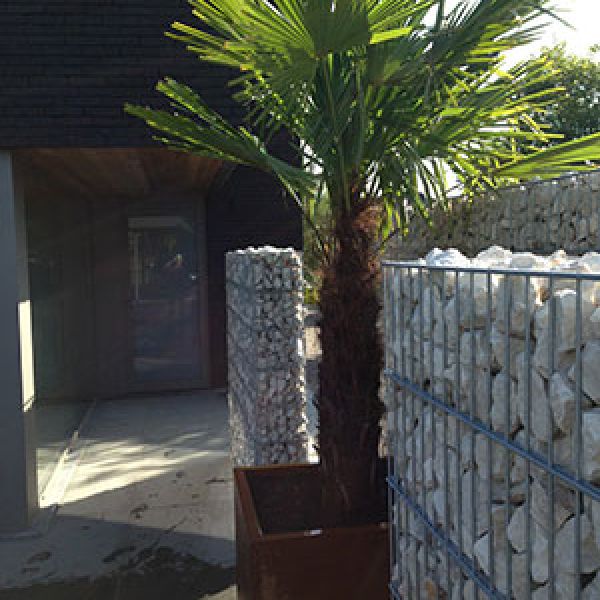 trachycarpus-fortunei-dubbelstam