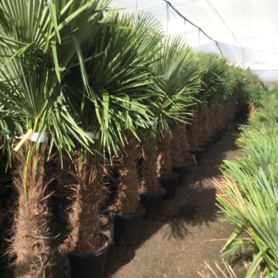 grote-trachycarpus-fortunei