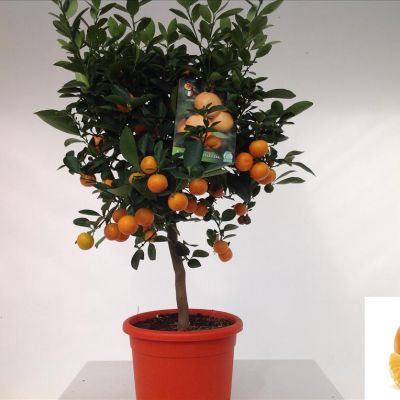 Calamondin 65cm