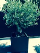 Olijfboom in sierpot zwart