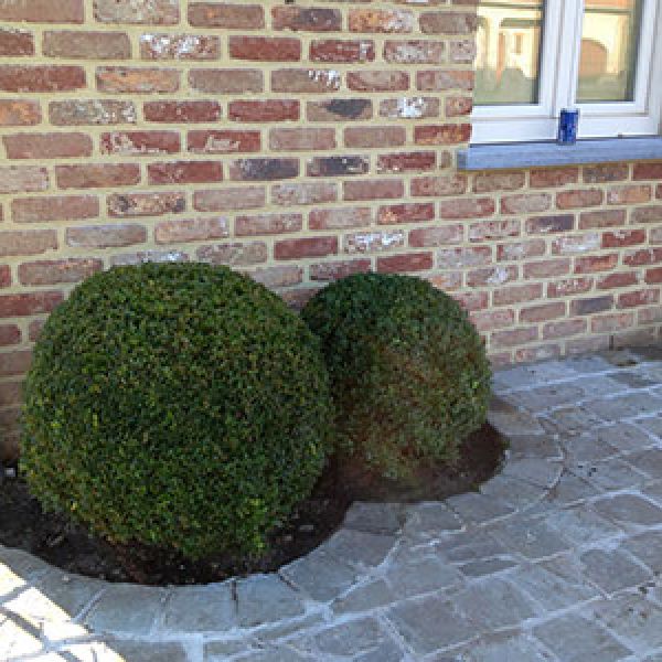 buxus-bol