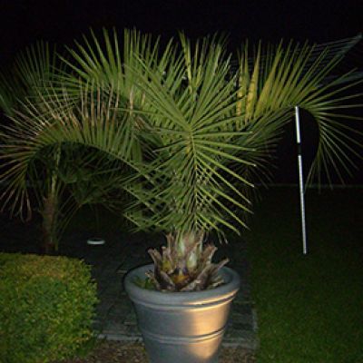 butia-capitata-geleipalm