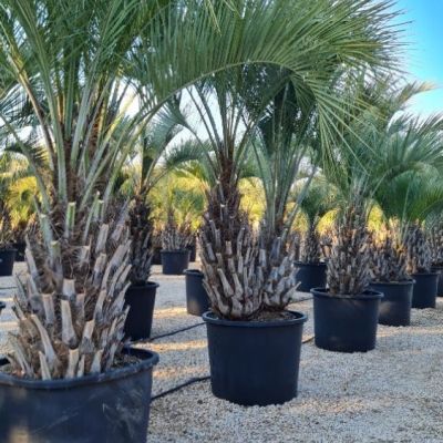 butia-capitata-geleipalm