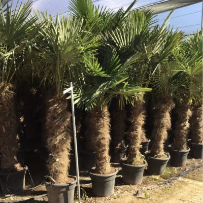 grote-windmolenpalm-trachycarpus-fortunei