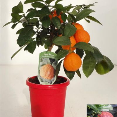 klein rode limoen plant