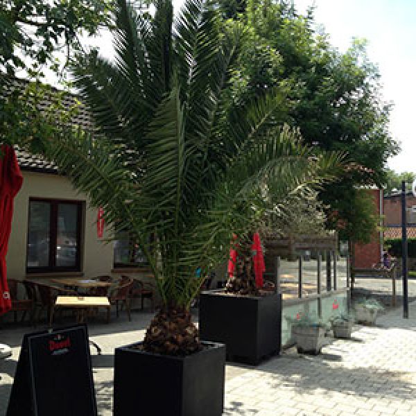 phoenix-canariensis-pot