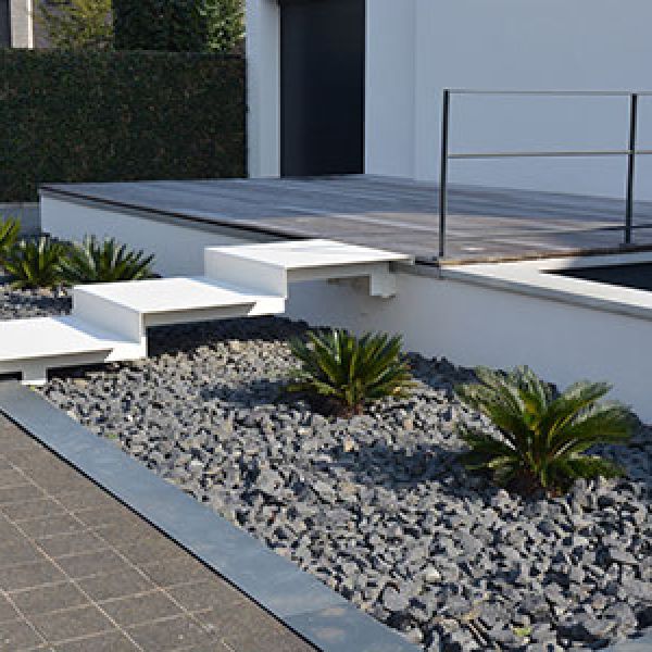 cycas-revoluta-terras