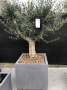 Olijfboom in sierpot grijs