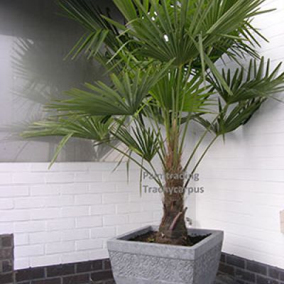 trachycarpus-fortunei-in-siepot