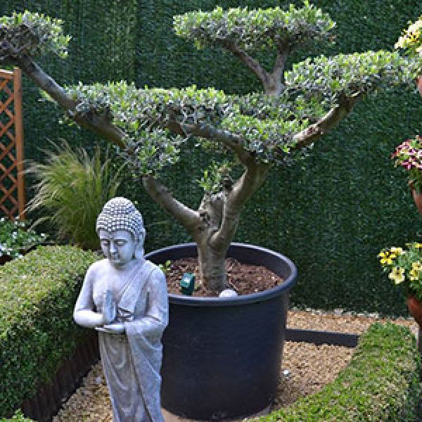 olea-europea-bonsai