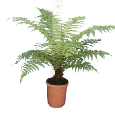 Boomvaren dicksonia antartica