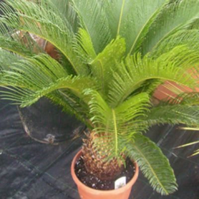 kleine -cycas-revoluta