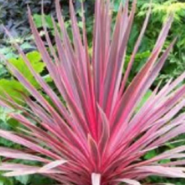 Cordyline
