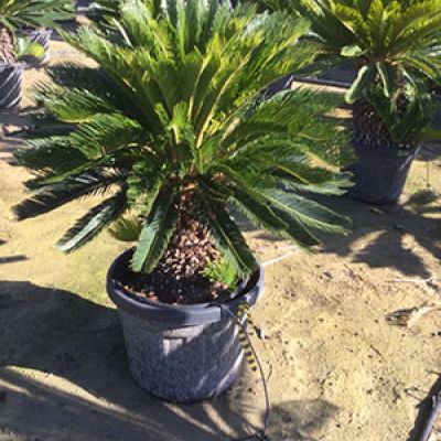 grote-cycas-revoluta