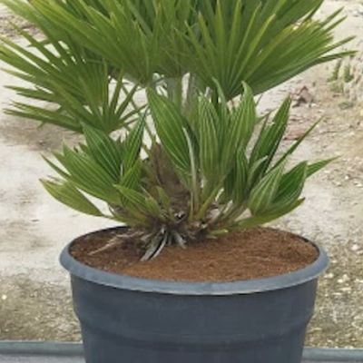 chamaerops-humilis-vulcano-120cm