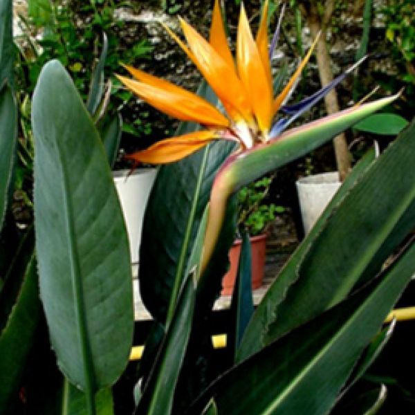 Strelitzia