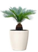 Cycas Revoluta