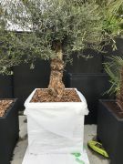 Olijfboom in sierpot wit