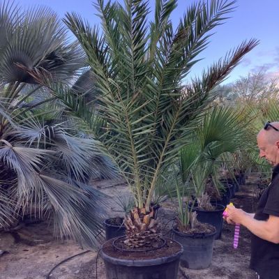 canarische-dadelpalm-phoenix-canaeriensis