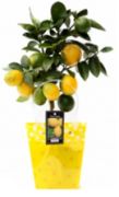 Citrus tree