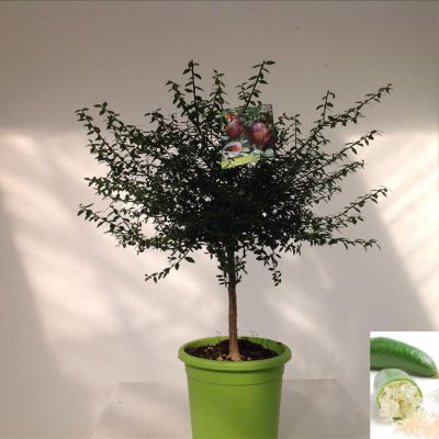 Kaviaar limoen plant