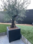 Olijfboom in sierpot zwart