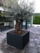 Olijfboom in sierpot zwart