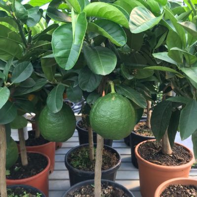 Bergamot boom op stam