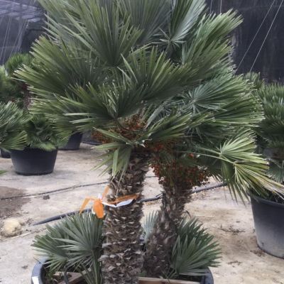 chamaerops-humilis-vulcano-120cm