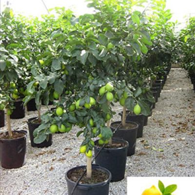 soorten Citrus Limoen Sinaasbomen kopen