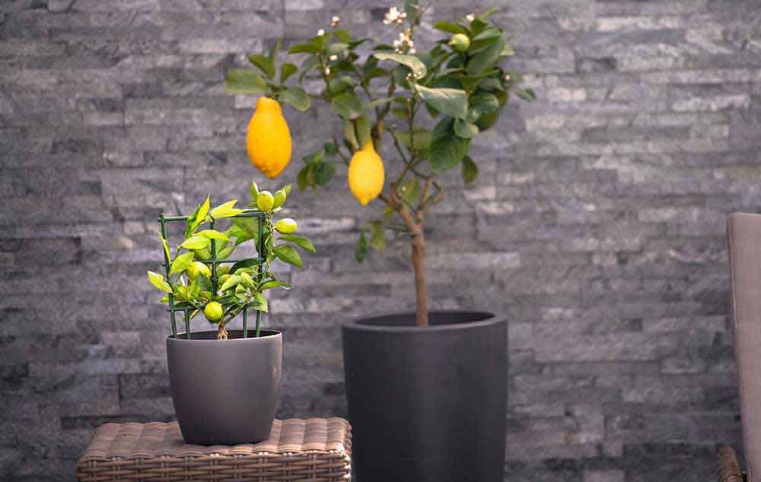 citrusplant-citrustree