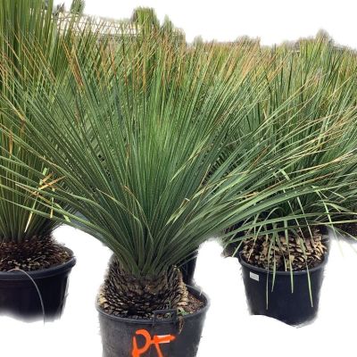 yucca-gloriosa-lonestar