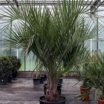 butia-capitata-geleipalm