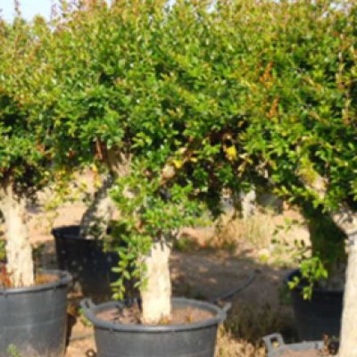 Granaatappelboom punica granatum