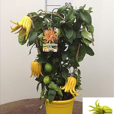 Boom Hand Van Boedha