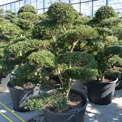 Ilex Crenata japanse hulst
