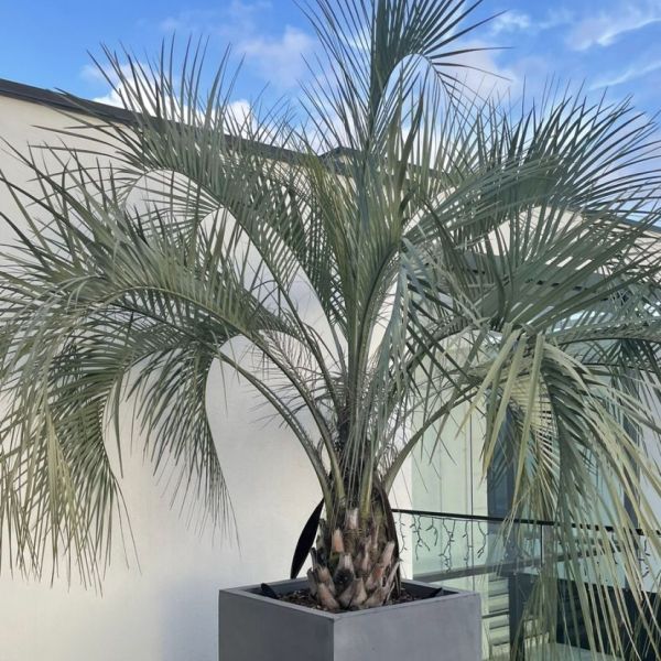 Butia Capitata