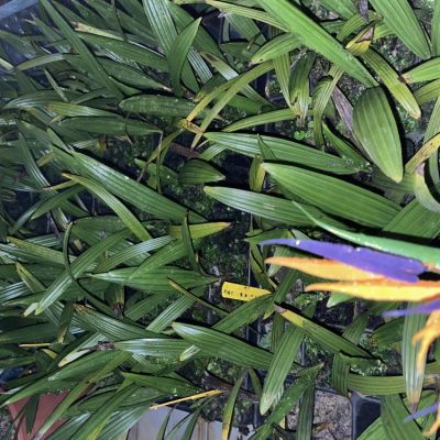 windmolenpalm-zaailingen-opkweek