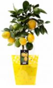 Citrus tree