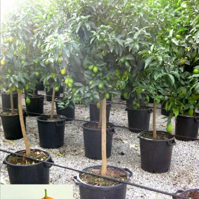 Kumquat op stam verschillende afmetingen