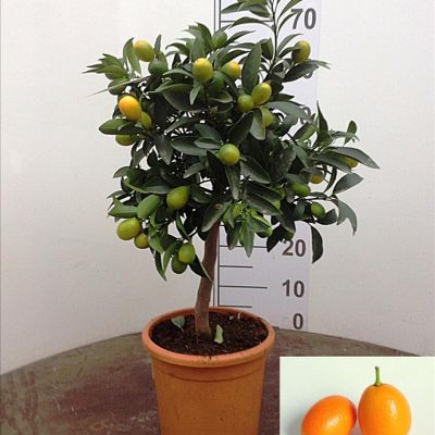 Kumquat op stam